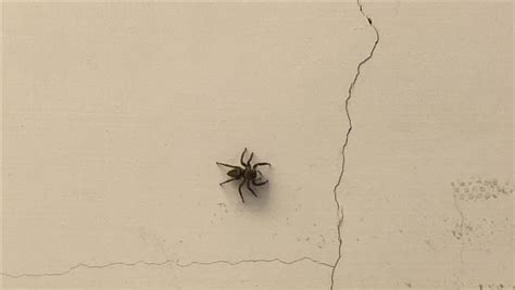 存流 -ᴀʀᴜ- 房間蜘蛛